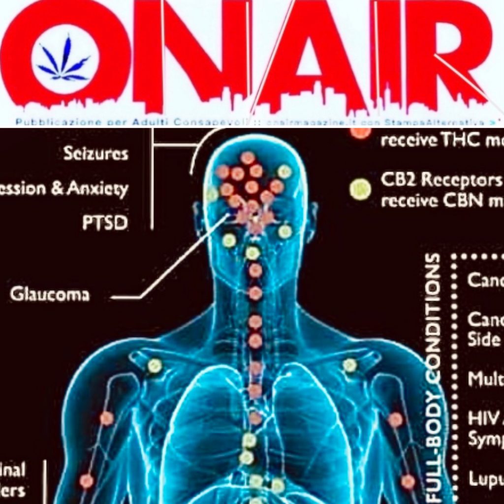 Sistema Endo Cannabinoide