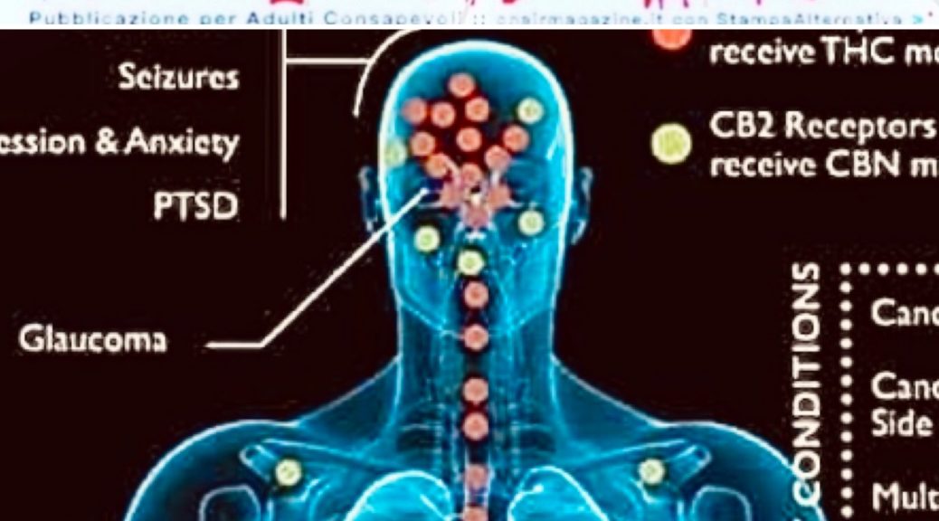 Sistema Endo Cannabinoide